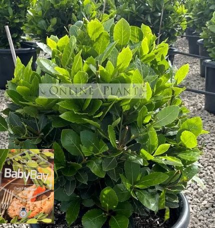 Laurus Baby Bay Tree For Sale | Online Plants Melbourne