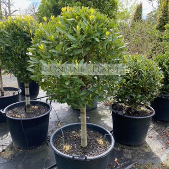 Laurus nobilis Bay Leaf Standards