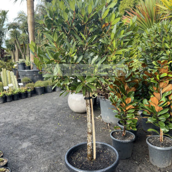 Laurus nobilis Bay Leaf Standards