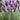Lavender - Javelin Purple Lavandula stoechas