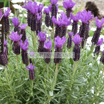 Lavender - Javelin Purple Lavandula stoechas