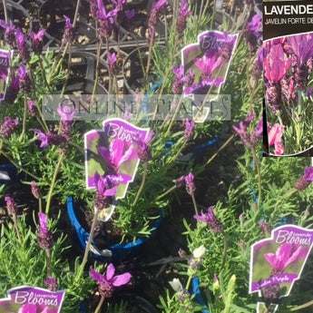 Lavender - Javelin Purple Lavandula stoechas