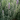 Lavender Dentata French Lavender