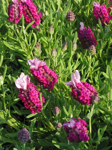 kew red lavender plants Lavender 'Rose Sensation' for Sale