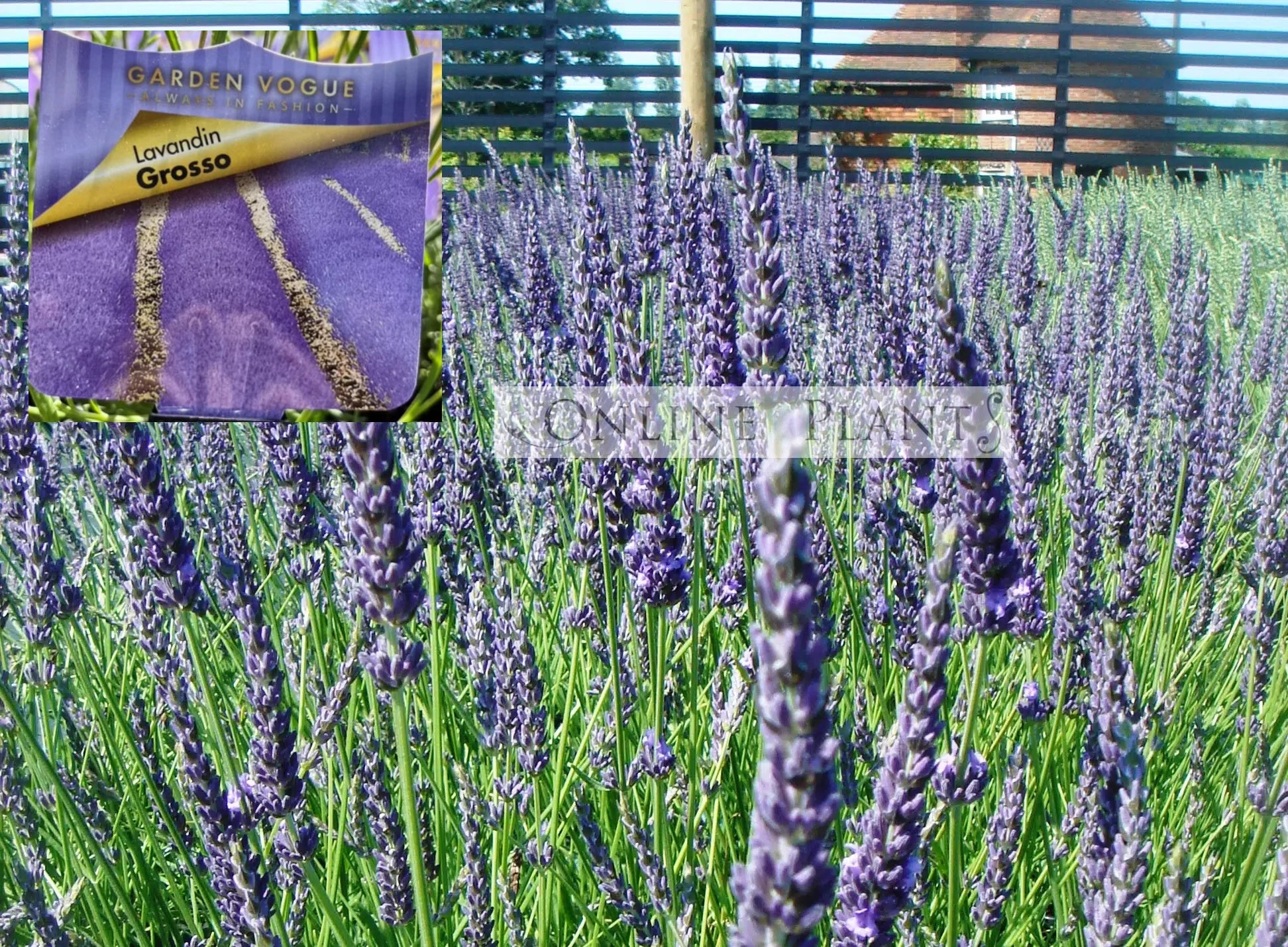 grosso lavender plants for sale Lavender Gross for Sale
