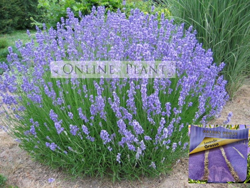 lavender plants australia Lavender Gross for Sale