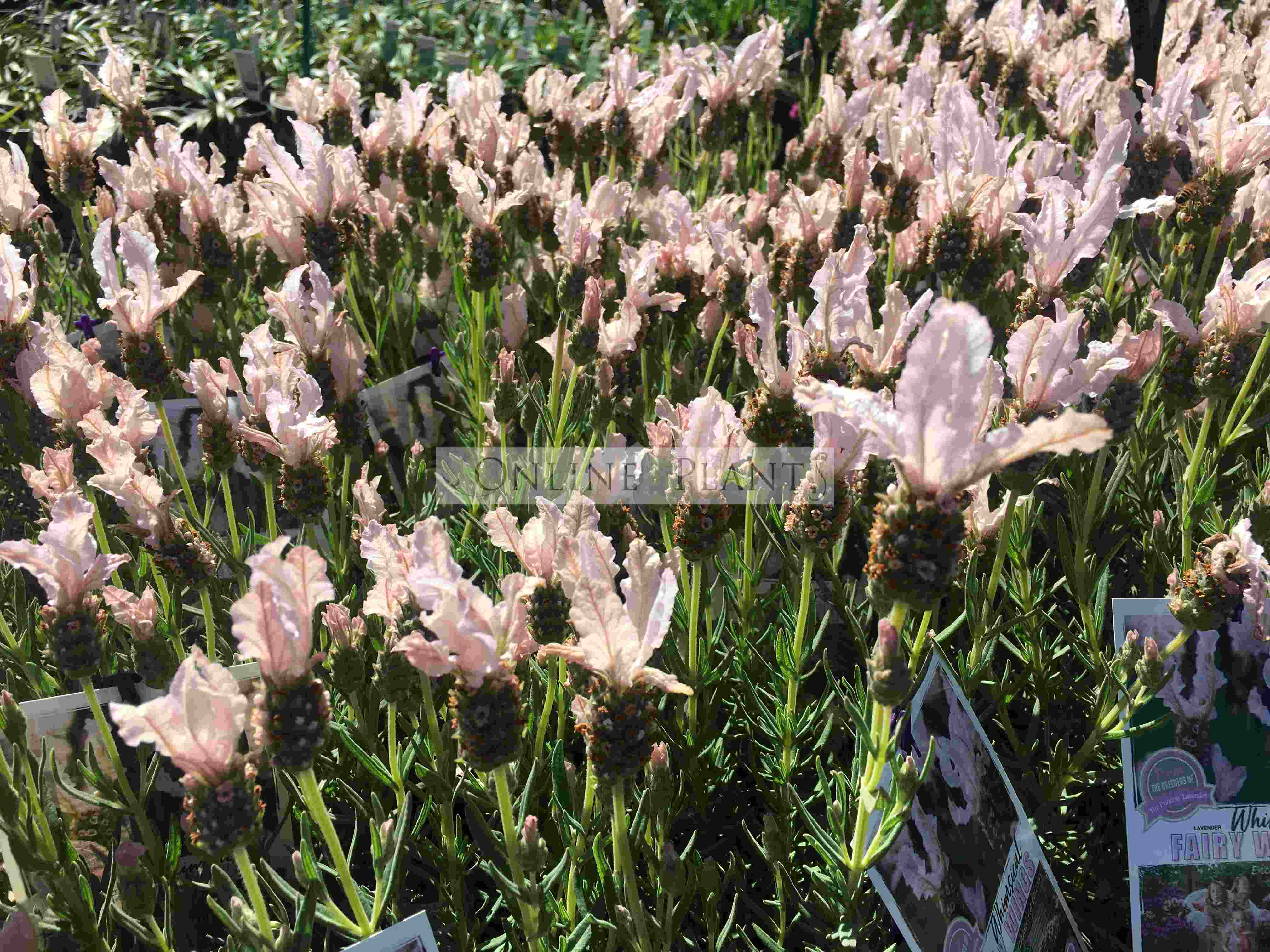 fairy wings lavender plant Lavender Whimsical Fairy White For Sale, Online Plants Melbourne