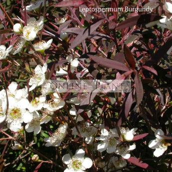 Leptospermum Tea Tree Plant for Sale | Online Plants Melbourne Australia