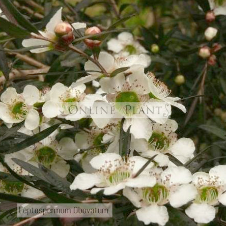 Leptospermum Tea Tree Plant for Sale | Online Plants Melbourne Australia