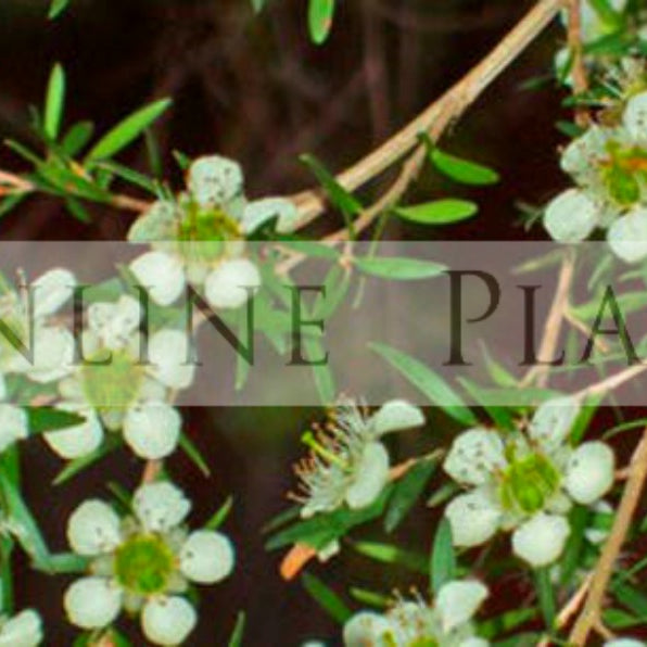 Leptospermum Tea Tree Plant for Sale | Online Plants Melbourne Australia