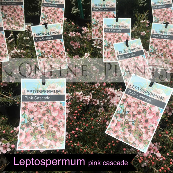 Leptospermum Tea Tree Plant for Sale | Online Plants Melbourne Australia