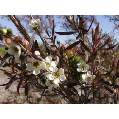 Leptospermum Tea Tree Plant for Sale | Online Plants Melbourne Australia