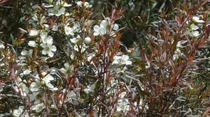 Leptospermum Tea Tree Plant for Sale | Online Plants Melbourne Australia