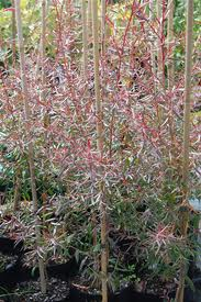 Leptospermum Tea Tree Plant for Sale | Online Plants Melbourne Australia