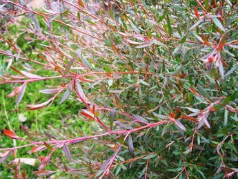 Leptospermum Tea Tree Plant for Sale | Online Plants Melbourne Australia