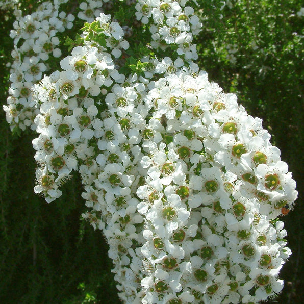 Leptospermum (Tea Tree) Plants for Sale | Hardy Australian Natives