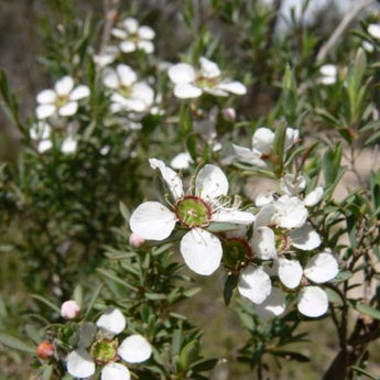 Leptospermum Tea Tree Plant for Sale | Online Plants Melbourne Australia