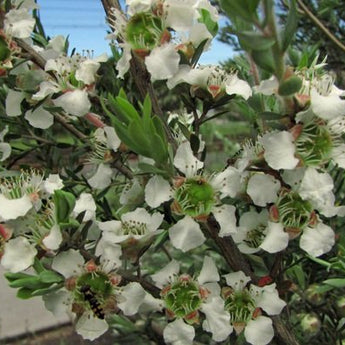 Leptospermum Tea Tree Plant for Sale | Online Plants Melbourne Australia