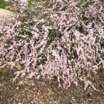 Leptospermum Tea Tree Plant for Sale | Online Plants Melbourne Australia
