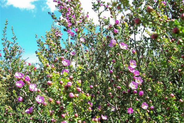 Leptospermum Tea Tree Plant for Sale | Online Plants Melbourne Australia