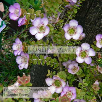 Leptospermum Rotundifolium Lavender Queen