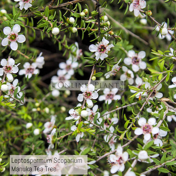 Leptospermum Tea Tree Plant for Sale | Online Plants Melbourne Australia