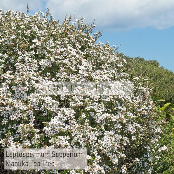Leptospermum Tea Tree Plant for Sale | Online Plants Melbourne Australia