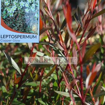 Leptospermum Copper Glow