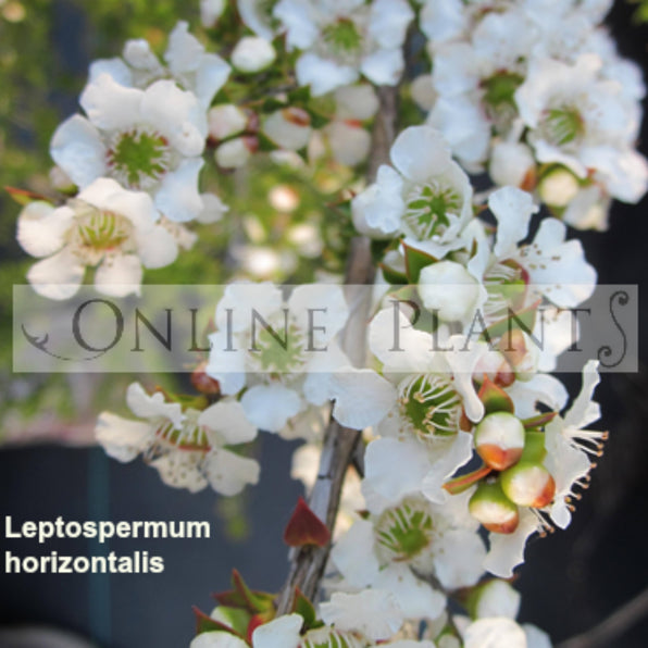 Leptospermum Tea Tree Plant for Sale | Online Plants Melbourne Australia