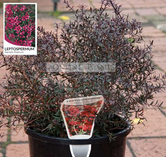 Leptospermum Tea Tree Plant for Sale | Online Plants Melbourne Australia