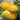 Leucospermum Carnival Yellow