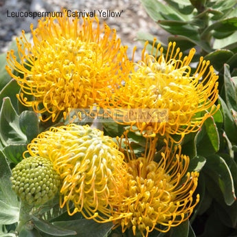 Leucospermum Carnival Yellow