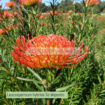 Leucospermum hybrida So Majestic
