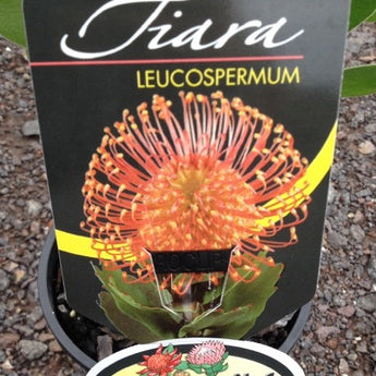 Leucospermum patersonii Tiara