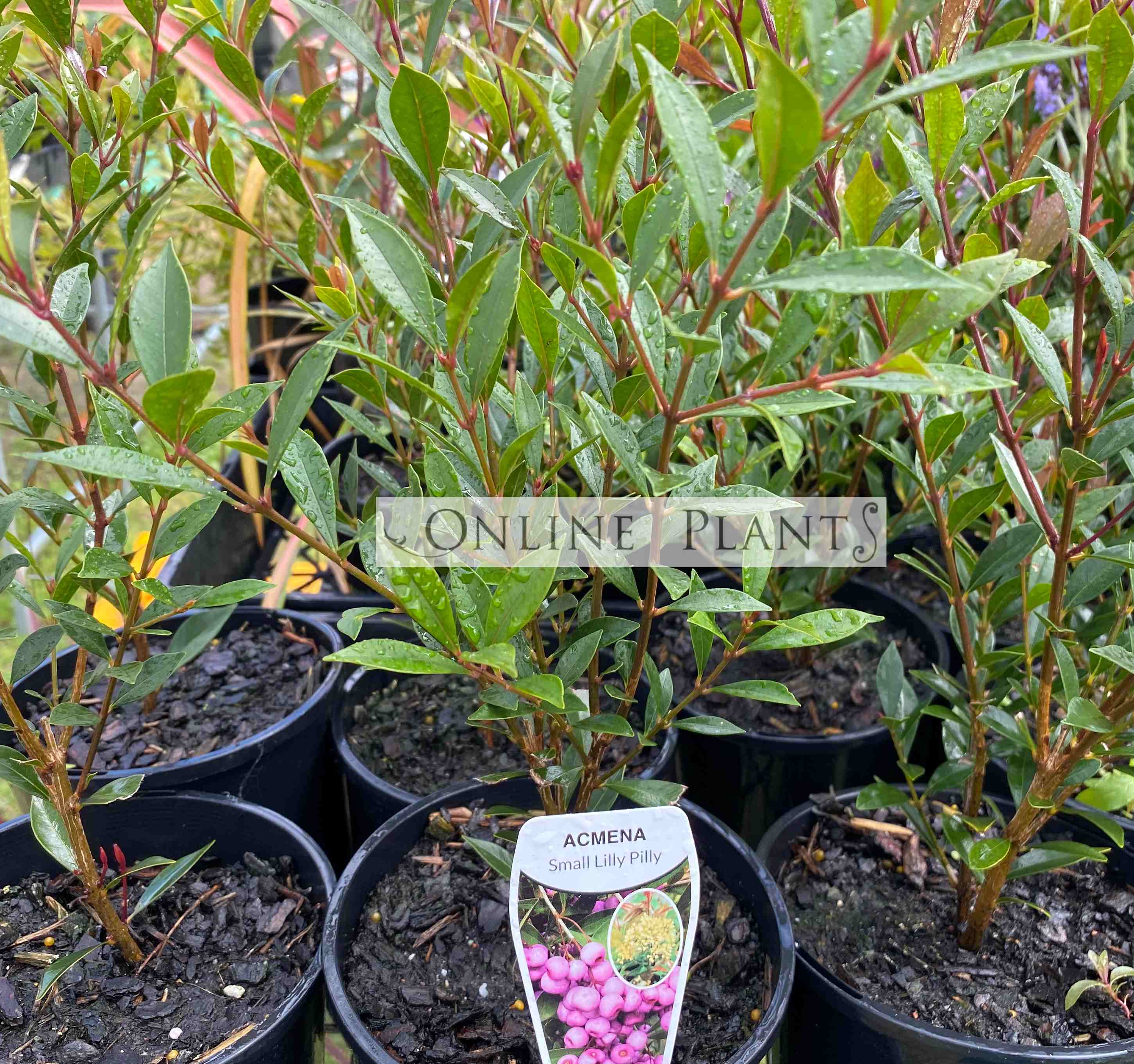 Dwarf Lilly Pilly | Online Plants