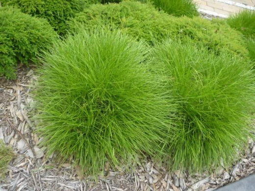 Lomandra Longifolia Plants for Sale - Online Plants Australia