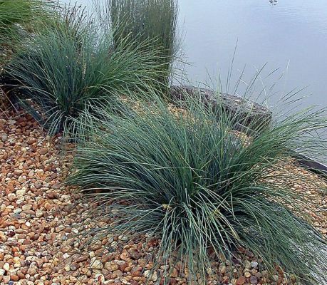 Lomandra Longifolia Plants for Sale - Online Plants Australia