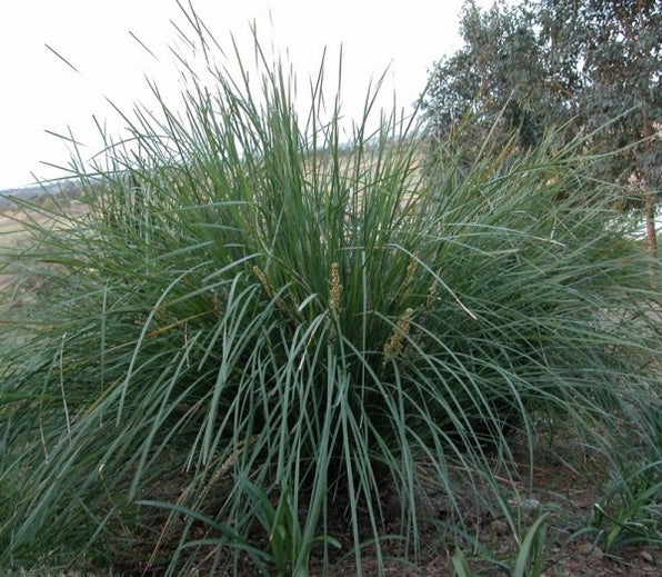 Lomandra Longifolia Plants for Sale - Online Plants Australia