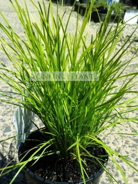 Lomandra Longifolia Plants for Sale - Online Plants Australia