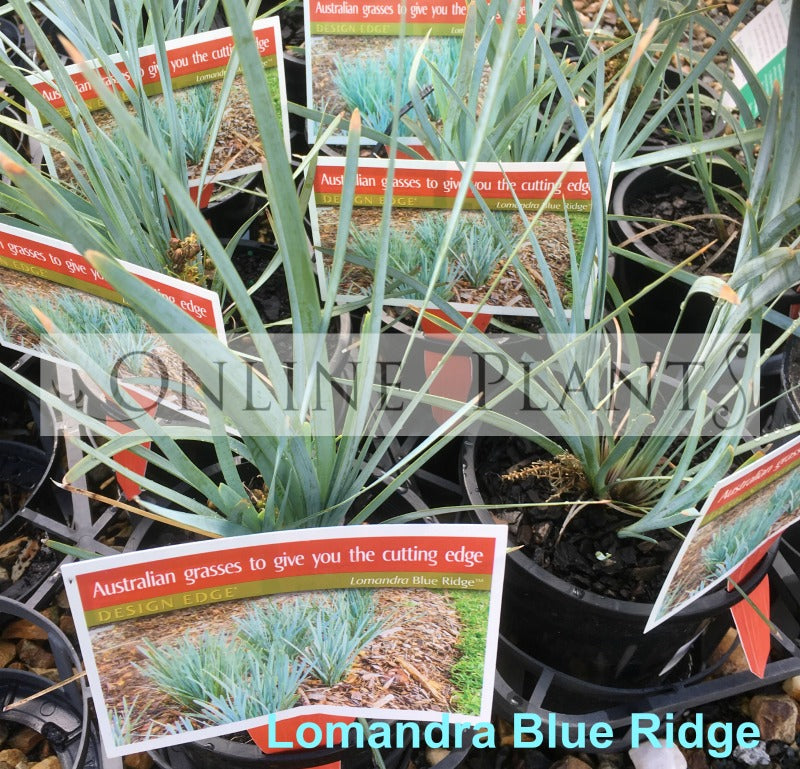 Lomandra Blue Ridge for Sale | Online Plants Australia