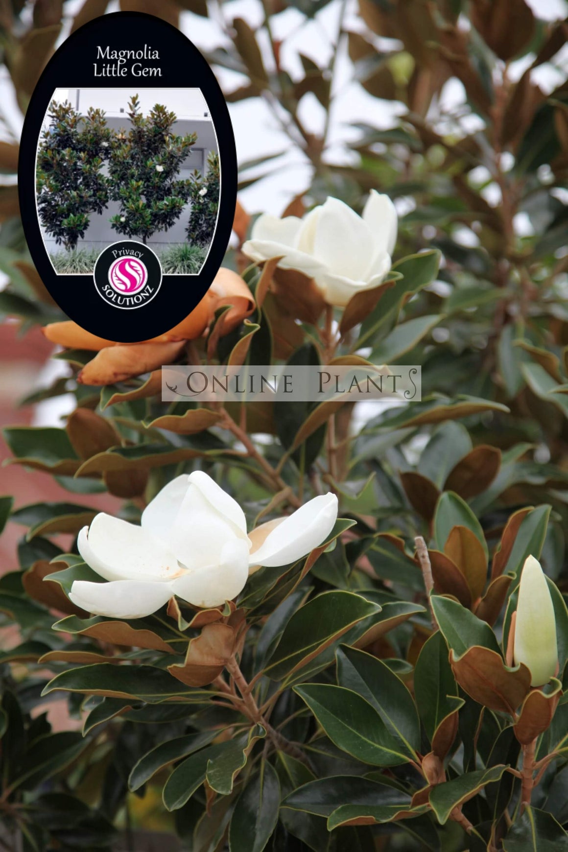 Magnolia Little Gem for Sale, Grandiflora | Online Plants Australia