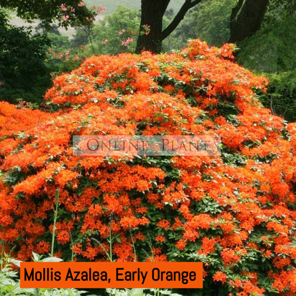 Azalea Plants for Sale, Buy Azalea Varieties Online Melbourne