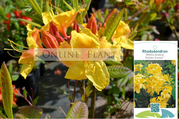 Azalea Plants for Sale, Buy Azalea Varieties Online Melbourne