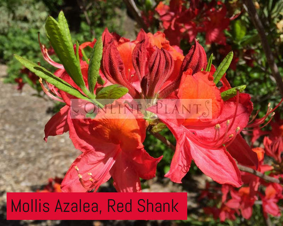 Mollis Azalea, Red Shank For Sale | Online Plants Melbourne Australia