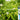 Murraya Paniculata dwarf form, Min a min