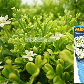 Murraya Paniculata dwarf form, Min a min