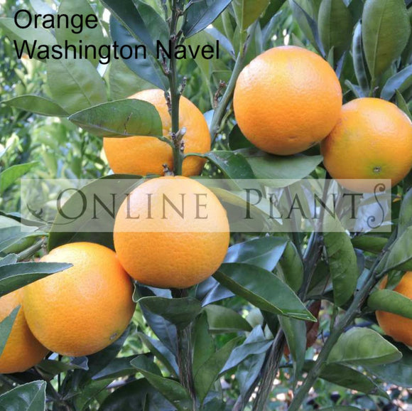Orange Washinton Navel for Sale | Online Plants Australia