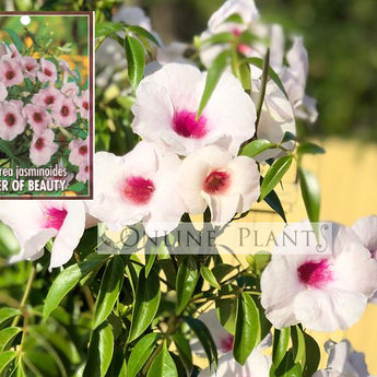 Pandorea jasminoides Bower of Beauty