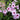 Pandorea jasminoides Bower of Beauty