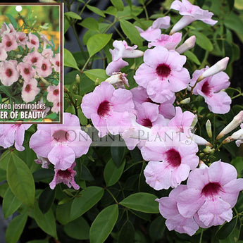 Pandorea jasminoides Bower of Beauty